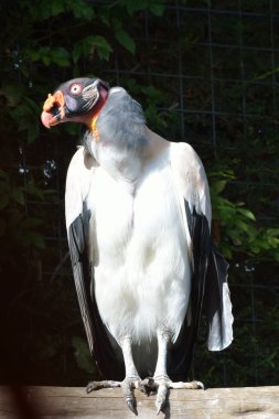 tuhaf görünümlü siyah beyaz kuş