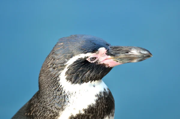 Kopf des Pinguins mit blauem Hintergrund — Stockfoto