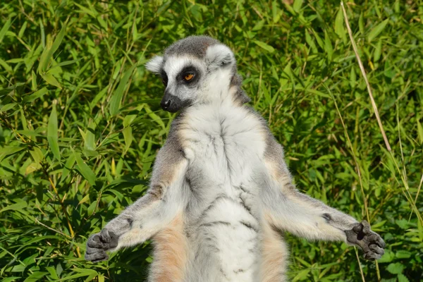 Lemur meditasyon — Stok fotoğraf