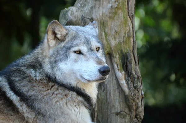頭と肩の材木オオカミ — ストック写真