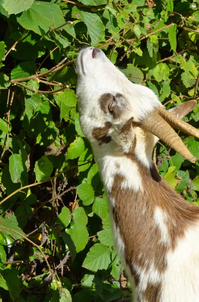 Koza krmení na listí — Stock fotografie