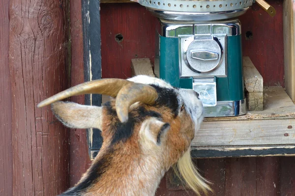 Chèvre s'aidant à se nourrir — Photo