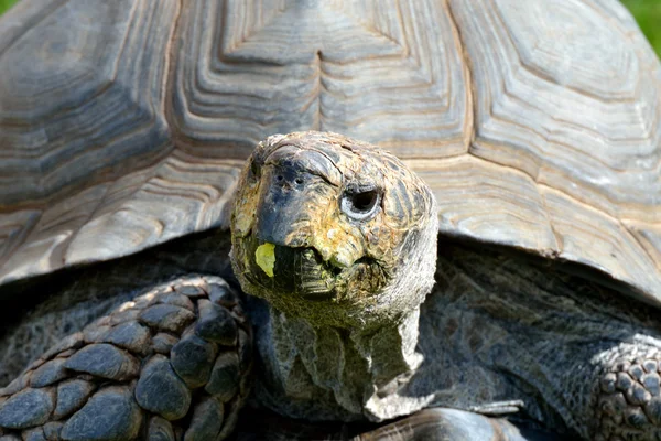 Schildpad hoofd in close-up — Stockfoto