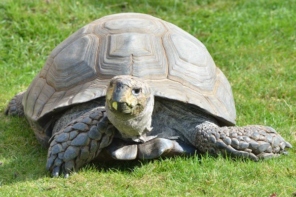 Sköldpadda på gräs — Stockfoto