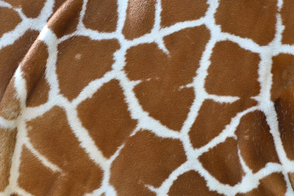 キリンの毛皮の詳細 — ストック写真