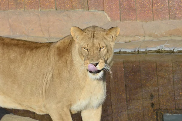 Löwin leckt Lippen — Stockfoto