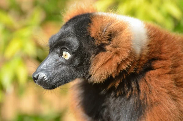 Hoofd van rode lemur — Stockfoto