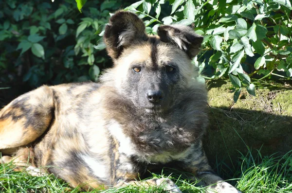 Cão selvagem africano deitado — Fotografia de Stock