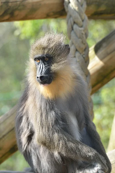 Mandrill monkey in zoo — Stock Photo, Image