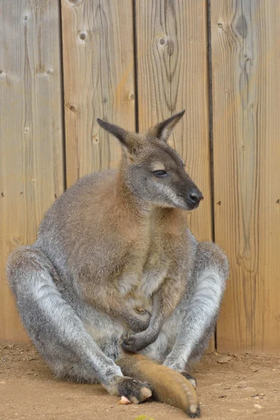 Wallaby Sentado — Fotografia de Stock