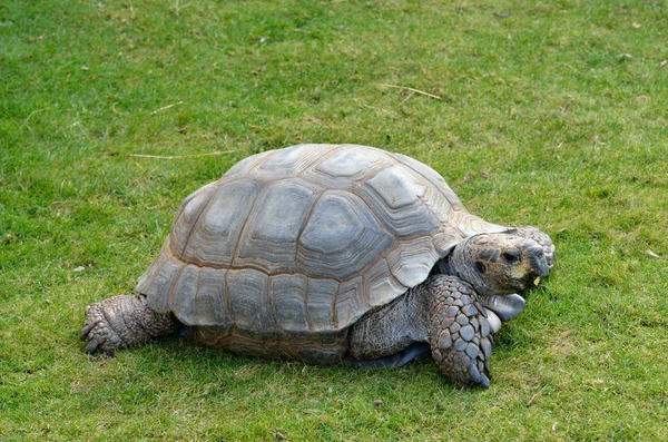 Żółw na trawie — Zdjęcie stockowe