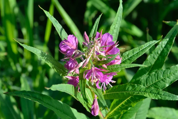 Fialový wildflower — Stock fotografie