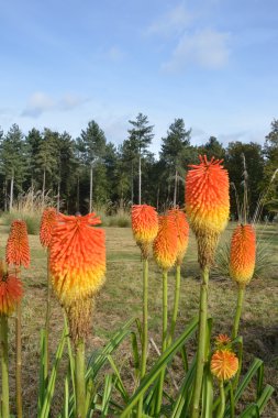 Group of red hot pokers clipart