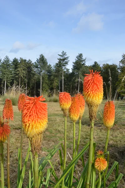 Group of red hot pokers — Stock Photo, Image