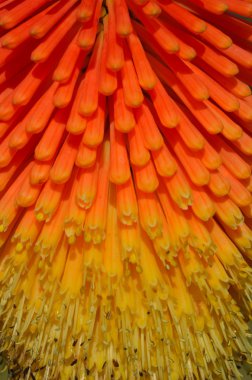 Red hot poker detail clipart