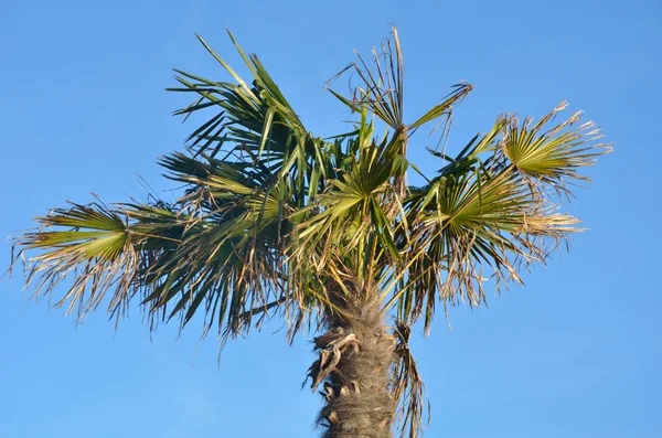 Пальма на фоне голубого неба — стоковое фото