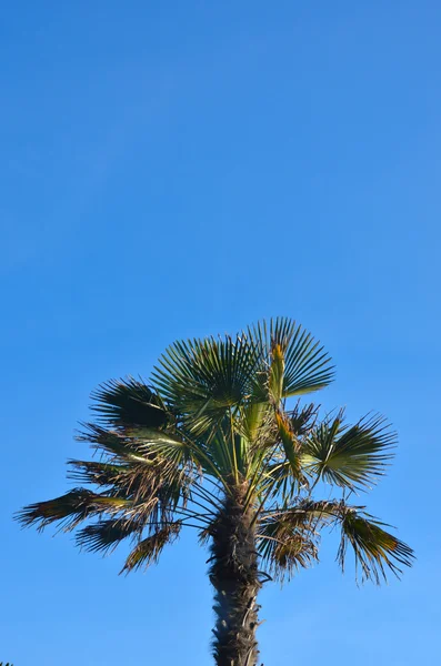 Пальма на фоне голубого неба — стоковое фото