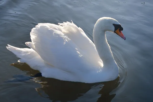 Cisne blanco en el lago — Foto de Stock