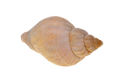 Spiral deniz kabuğu