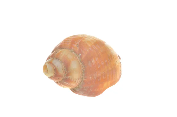 Bright sea shell on white background — Stock Photo, Image