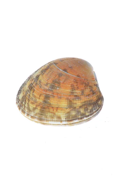 Sea Shell on white Background — Stock Photo, Image