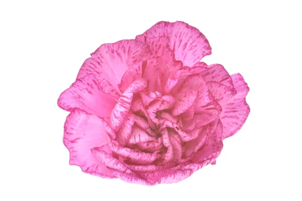 Carnation in close Up — Stock Photo, Image