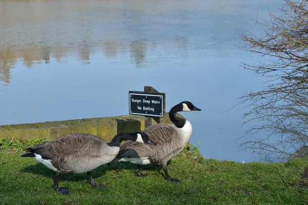 Pair of geese ignoring sign — Stock Photo, Image