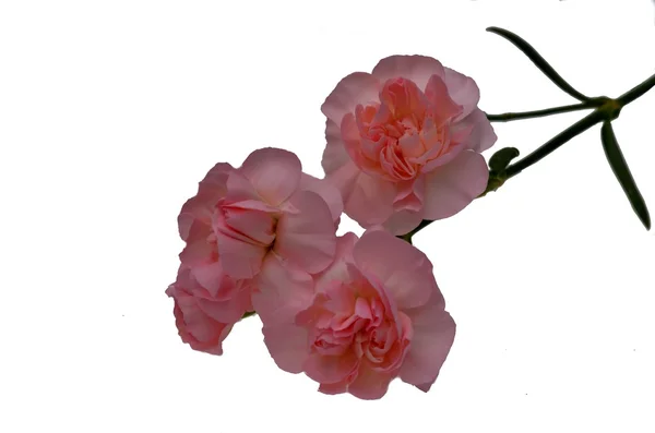 Tre rose rosa su bianco — Foto Stock