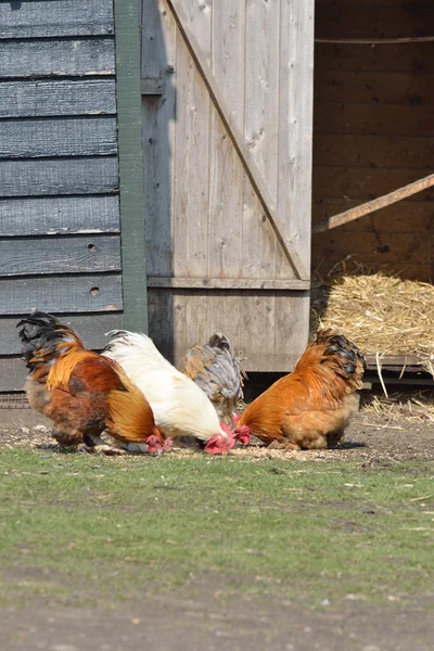 Κοτόπουλα στην barnyard — Φωτογραφία Αρχείου