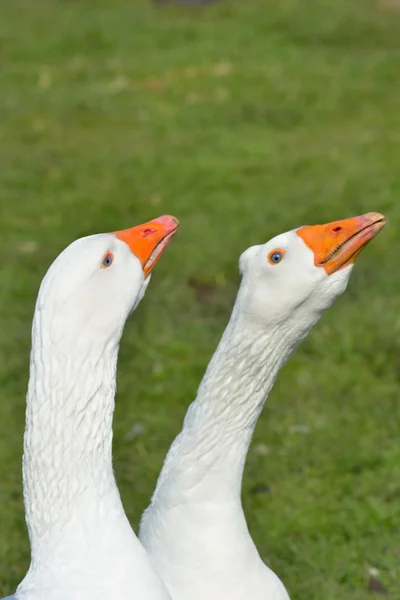 Pair of white geese on guard — Stock Photo, Image
