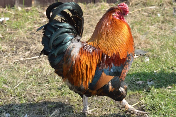 Handsome Cockerel — Stock Photo, Image