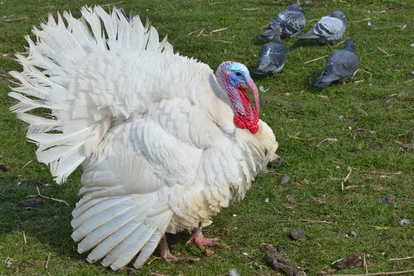 White Turkey Outdoors — Stock Photo, Image