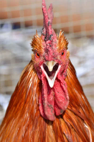 Angry bird — Stock Photo, Image