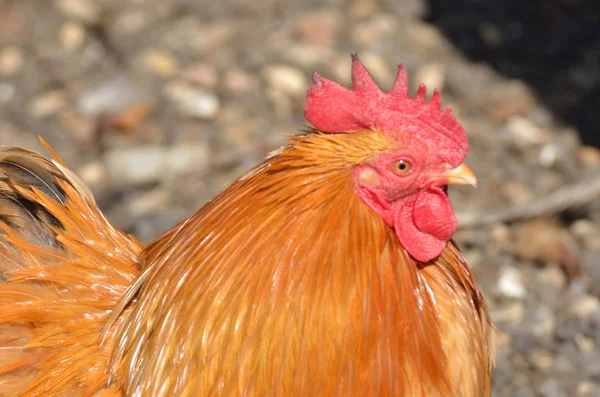 Gyllene höna på nära håll — Stockfoto