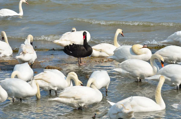 Cigno nero che spicca tra i cigni bianchi — Foto Stock