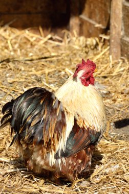 saman üzerinde tavuk