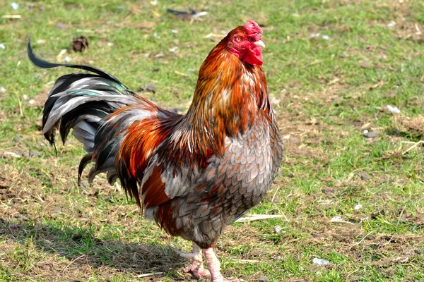 Colorful Chicken — Stock Photo, Image