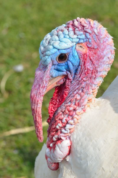 Ugly Turkey Head — Stock Photo, Image