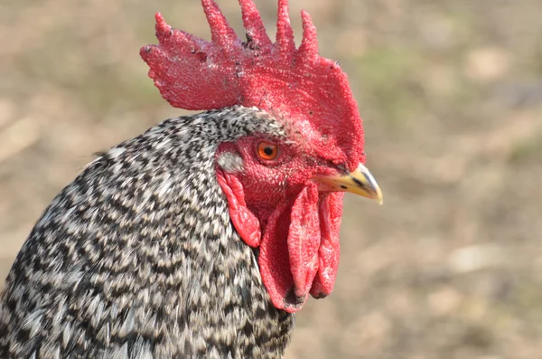Röd och svart kyckling huvud — Stockfoto