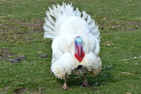 White Turkey in Field — Stock Photo, Image