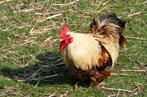 Chicken on grass — Stock Photo, Image