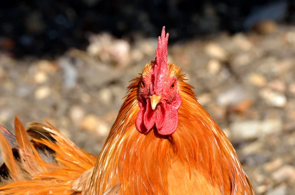 Brown chicken looking at camera — Stock Photo, Image