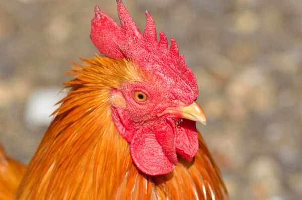 Golden hen head close up — Stock Photo, Image
