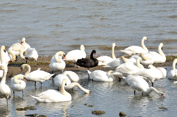 Gran grupo de cisnes con cisne negro — Foto de Stock