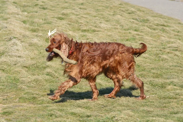 Röd setter promenader med pinne — Stockfoto