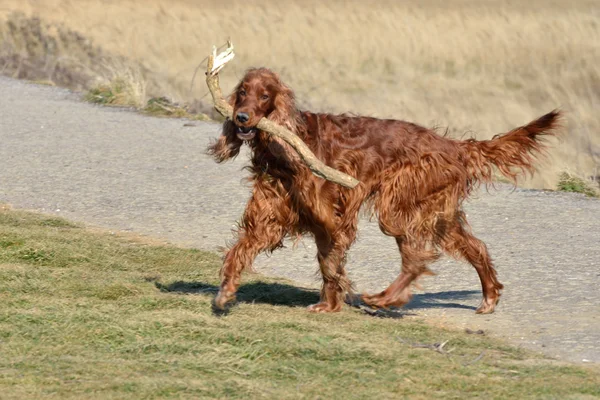 Setter vermelho com pau grande — Fotografia de Stock