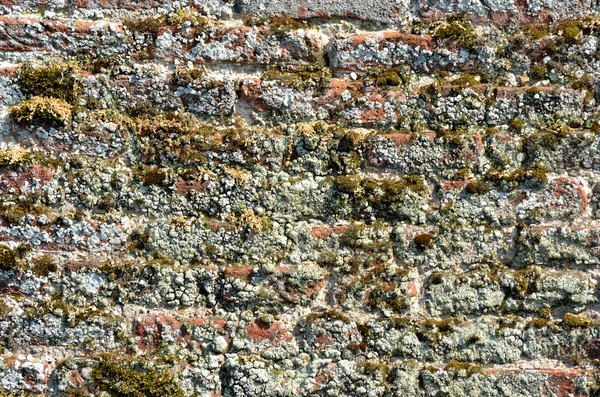 Древняя стена с мохом — стоковое фото