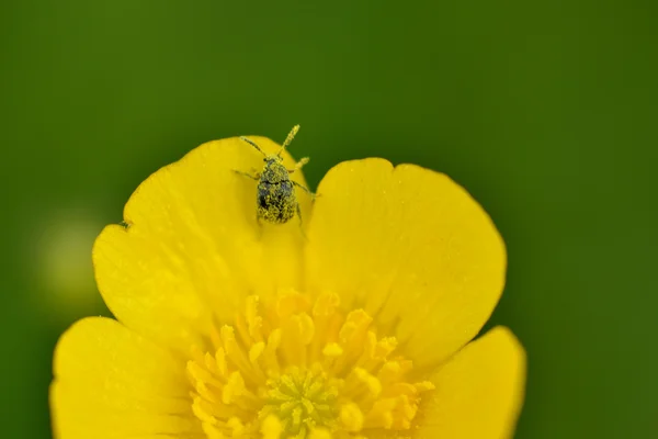 Kleine beatle op Boterbloem — Stockfoto