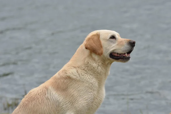 Waarschuwing gouden ladrador met water achtergrond — Stockfoto