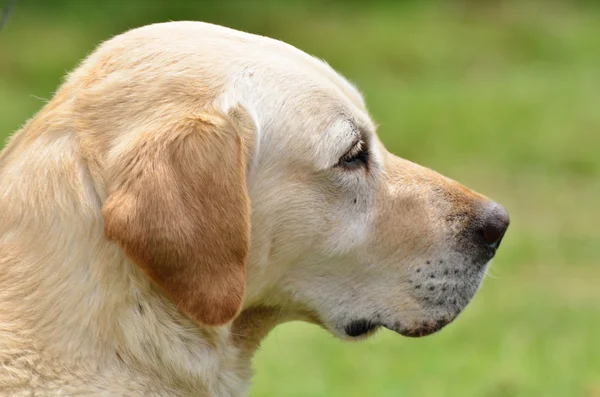 Gouden labrador hoofd in close-up — Stockfoto